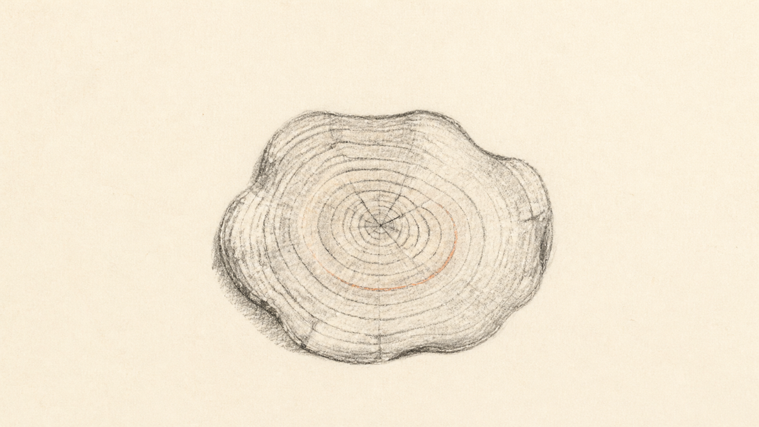 Graphite pencil study of tree rings with a muted terracotta accent
