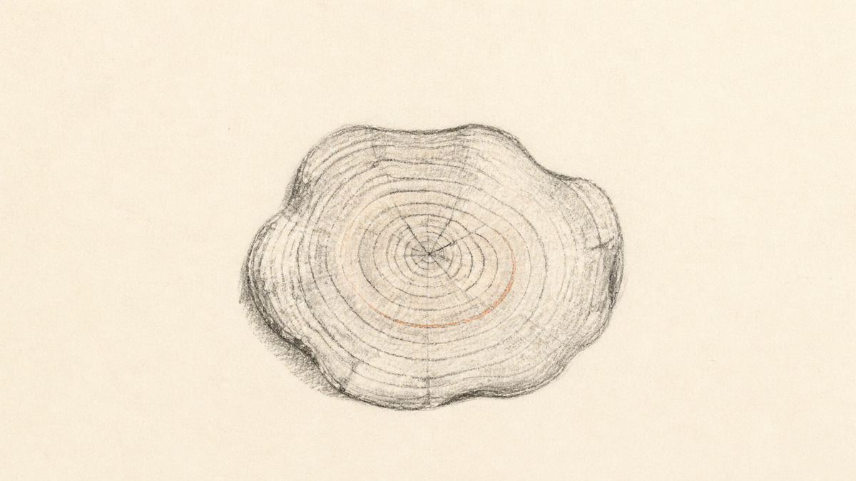 Graphite pencil study of tree rings with a muted terracotta accent